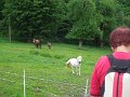 DSCN6529
