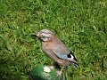 SAM_4025