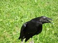 SAM_4026