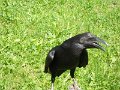 SAM_4027