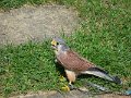 SAM_4028