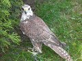 SAM_4029
