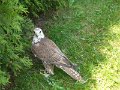 SAM_4030