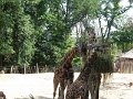 SAM_4232