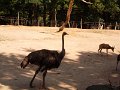 SAM_4233
