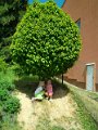 SAM_4201